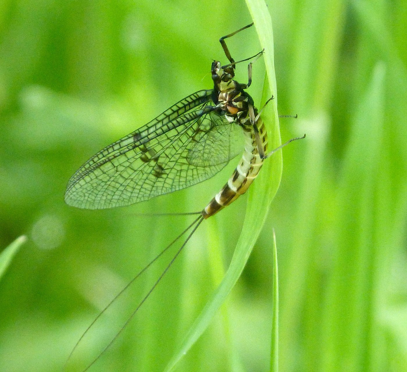 Pennsylvania Hatch Chart for Fly Fishing (2026)
