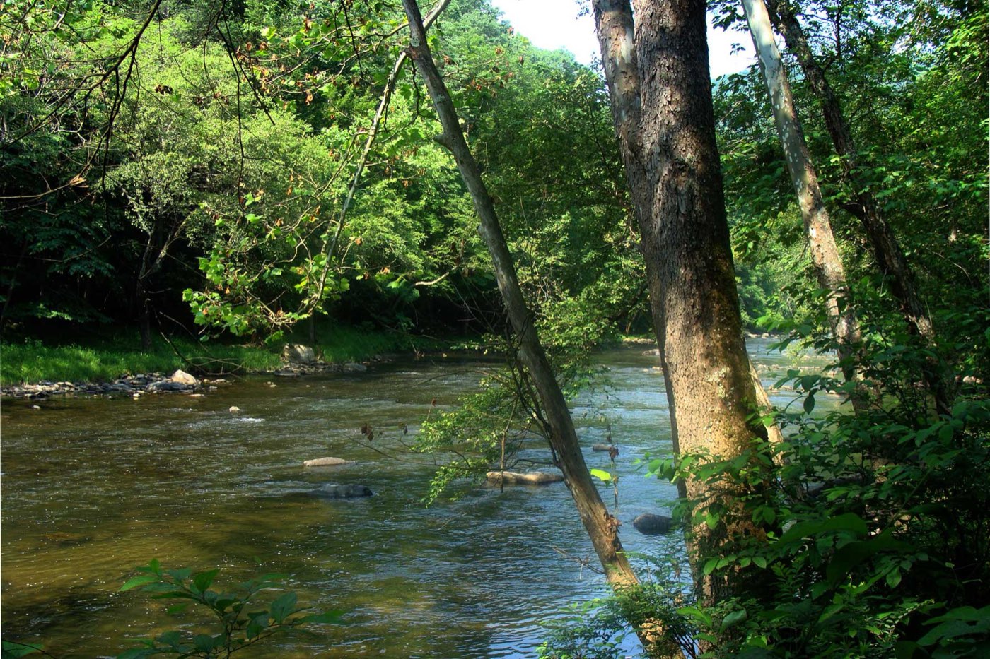 West Virginia Hatch Chart for Fly Fishing (2026)