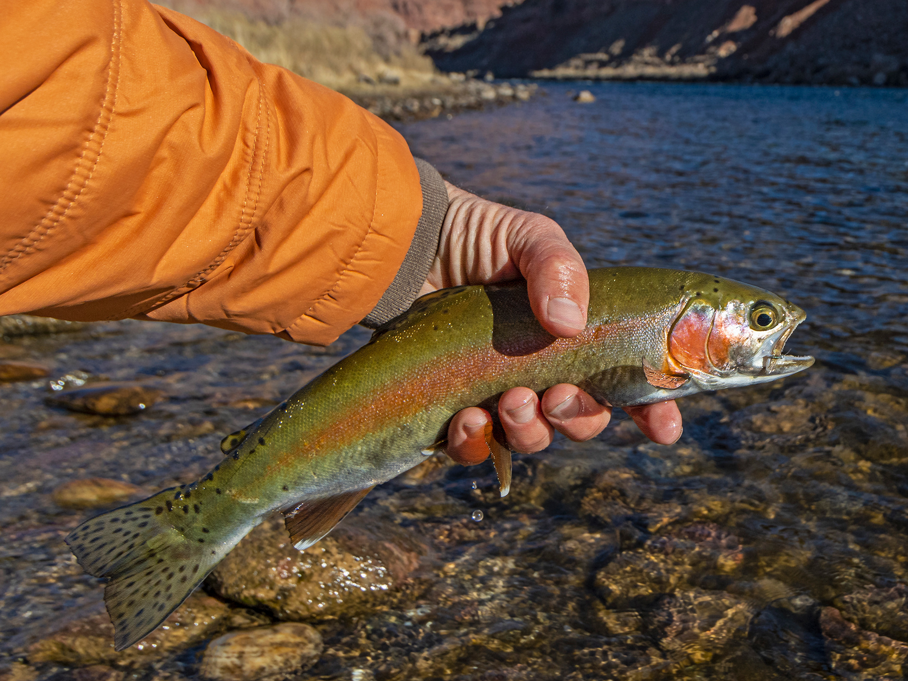 Fly fishing in Arizona